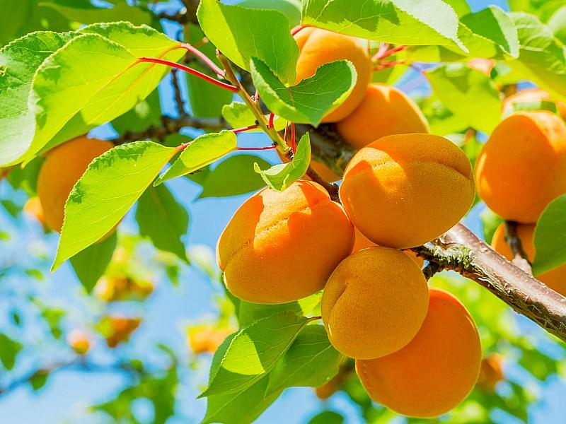 Абрикос купить саженцы из питомнике в Вологде