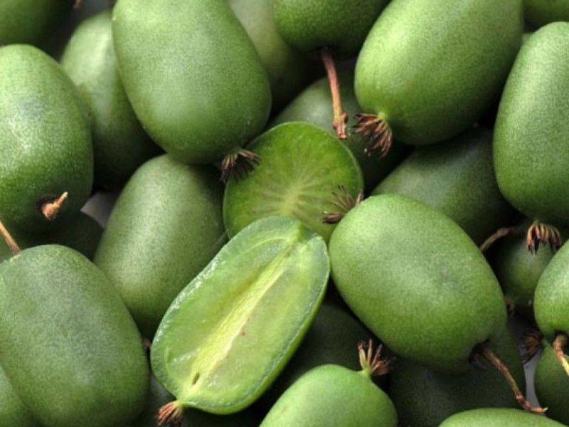 Актинидия купить саженцы из питомнике в Вологде