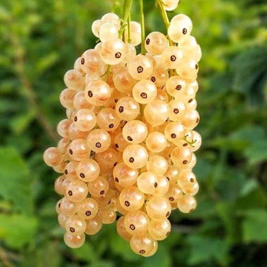 Смородина "БЕЛАЯ ФЕЯ"
