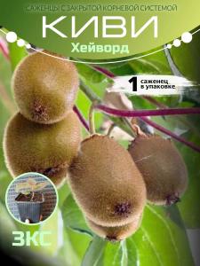 Киви Хейворд